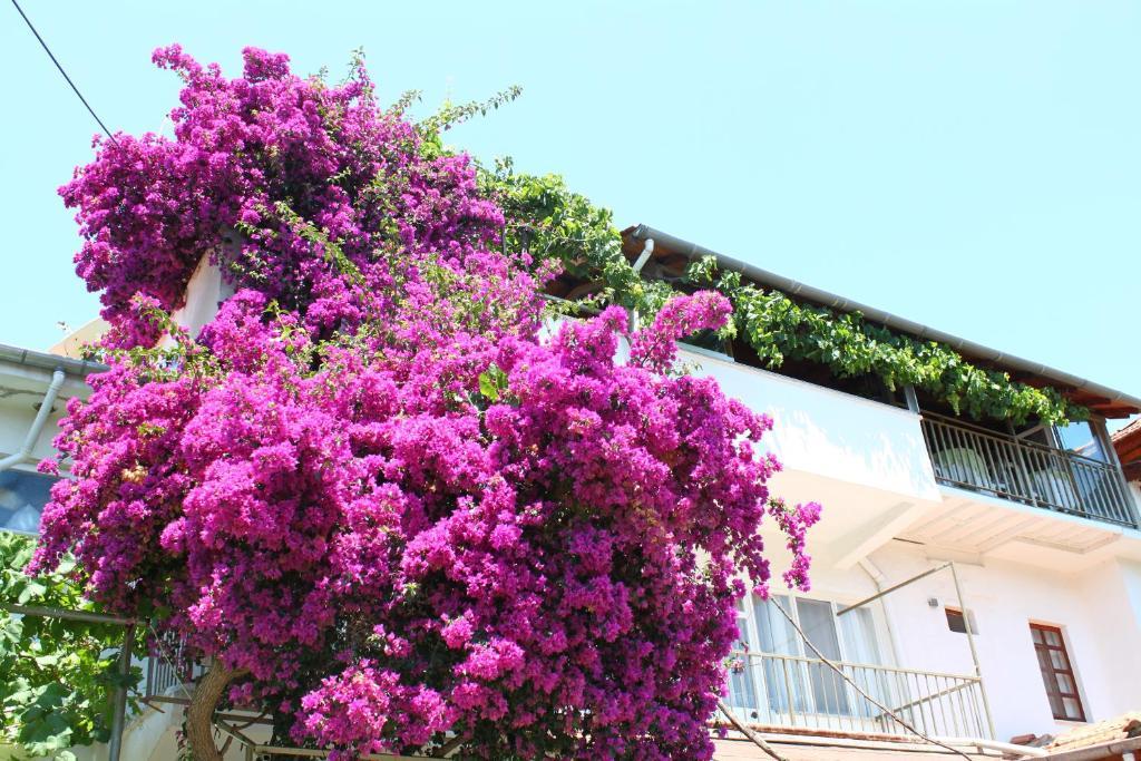 Rose Pension *